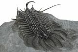 Spiny Quadrops Trilobite - Top Quality Specimen #193669-5